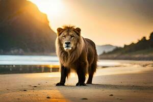 un león en pie en el playa a puesta de sol. generado por ai foto