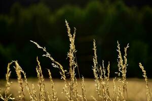 golden summer wild grass in the eternal warm gentle sun photo