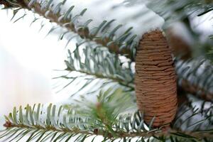 grande pino cono en el árbol cubierto con nieve foto