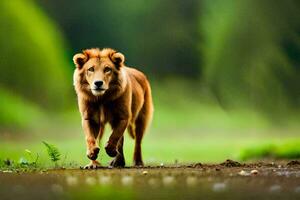 a lion walking on a dirt road in the middle of a field. AI-Generated photo