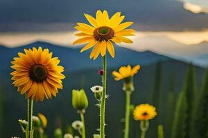 sunflowers in the mountains at sunset. AI-Generated photo