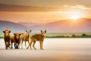 un grupo de salvaje perros caminando a través de el la carretera a puesta de sol. generado por ai foto