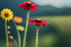 foto fondo de pantalla el cielo, flores, el campo, el sol, el flores, el campo,. generado por ai