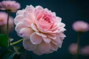 un rosado flor es mostrado en frente de un oscuro antecedentes. generado por ai foto