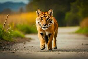 a tiger walking down a road in the middle of a field. AI-Generated photo