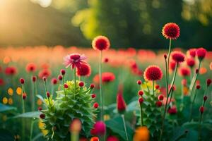 red flowers in a field with the sun shining. AI-Generated photo