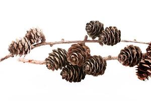 Decorative brown twig with cone isolated on a white background photo