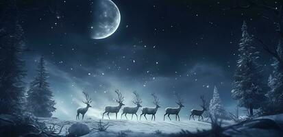 Reindeers in jungle at winter night photo