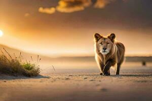 un león caminando a través de un arenoso campo a puesta de sol. generado por ai foto