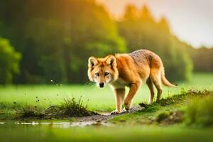 un rojo lobo caminando a través de un herboso campo. generado por ai foto