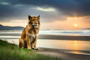 un león sentado en el playa a puesta de sol. generado por ai foto