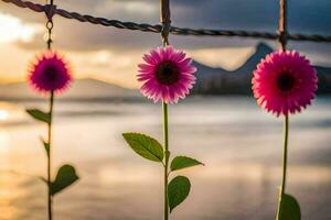 pink flowers on a fence at sunset. AI-Generated photo