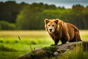 a lion is standing on a rock in a field. AI-Generated photo