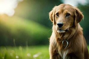 a golden retriever sitting in the grass. AI-Generated photo