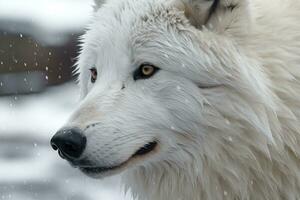 Free Eurasian wolf is standing in nature habitat Generative AI photo