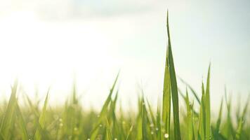 defocused abstract background of Rice field in the morning with circle bokeh photo