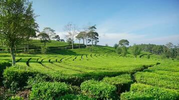 Sukawana tea garden is a beautiful green landscape located in West Bandung, West Java. photo