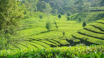 Sukawana tea garden is a beautiful green landscape located in West Bandung, West Java. photo