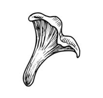 Drawing of Chanterelle Mushroom. Hand draw vector illustration of forest Fungus in line art style. Engraving for icon or logo painted by black inks. Monochrome etching for menu. Outline sketch