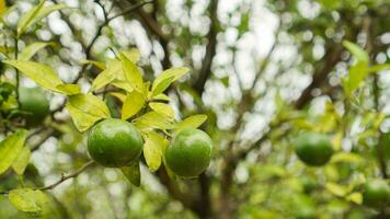 Ripe and unripe citrus or orange fruits hanging from trees in the farm with drop of water and green leaves. Ripe orange photo