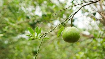 maduro y inmaduro agrios o naranja frutas colgando desde arboles en el granja con soltar de agua y verde hojas. maduro naranja foto