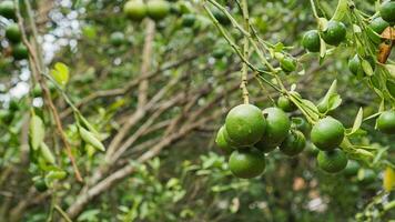 Ripe and unripe citrus or orange fruits hanging from trees in the farm with drop of water and green leaves. Ripe orange photo