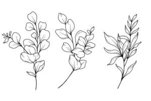 Eucalyptus Greenery Line Art, Fine Line Leaves Hand Drawn Illustration. Botanical Coloring Page. Outline Leaves Isolated on White vector