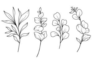 Eucalyptus Greenery Line Art, Fine Line Leaves Hand Drawn Illustration. Botanical Coloring Page. Outline Leaves Isolated on White vector