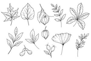 Fall floral arrangement outline. Fall Foliage Line Art Illustration, Outline Leaves arrangement Hand Drawn Illustration. Fall Coloring Page with Leaves. Thanksgiving arrangement. Thanksgiving graphics vector