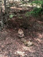 Gray Monkey Sitting on the Ground Amidst Nature Serenity photo