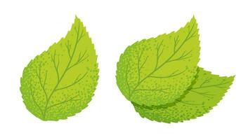 Vector illustration of a green leaf. Vintage set icons of green leaf. Eco friendly style.