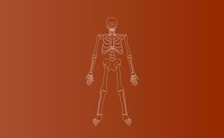 Halloween Characters of Skeleton drawing line simple.icon on brown isolate background.Creative hand sketch minimal scene place for your text.Biology body human anatomy design vector illustration EPS10