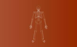 Halloween Characters of Skeleton drawing line simple.icon on brown isolate background.Creative hand sketch minimal scene place for your text.Biology body human anatomy design vector illustration EPS10