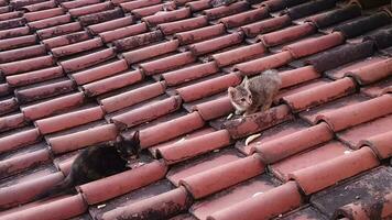 Two stray kittens playing on the tile roof of a house. video