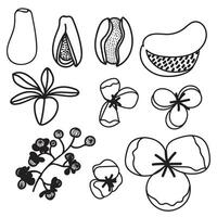 Akebia five-leaf or chocolate laza. Asian plant, food and medicine. Vector illustration hand drawn in doodle style.