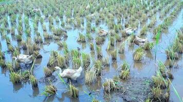 une groupe de canards à la recherche pour nourriture ou Ver de terre dans le récolté riz des champs. video