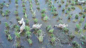 un grupo de patos mirando para comida o gusano en el cosechado arroz campos. video