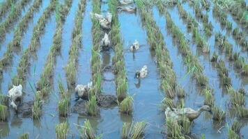 une groupe de canards à la recherche pour nourriture ou Ver de terre dans le récolté riz des champs. video