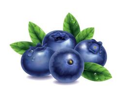 Realistic Blueberries Illustration vector