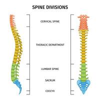 Spine Divisions Anatomy Composition vector