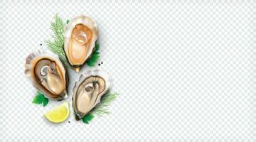 Realistic Oysters Shells Composition vector