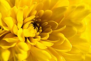 Yellow chrysanthemums flowers. photo