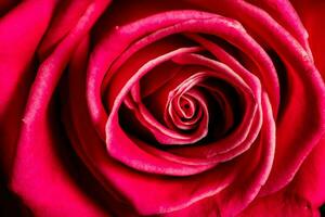 rojo rosas flores foto