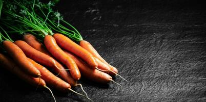 Fresh bunch of carrots . photo