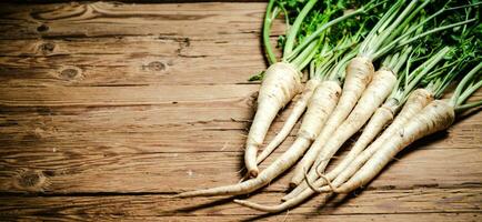 Fresh parsley root . photo