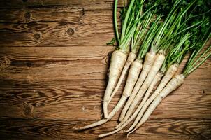 Fresh parsley root . photo