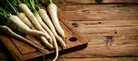 Fresh parsley root . photo