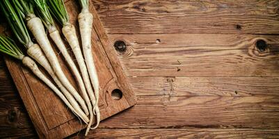 Fresh parsley root . photo