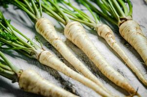 Fresh parsley root . photo