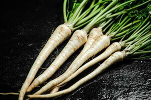 Fresh parsley root . photo